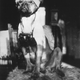 Illustration for article titled Even In The 1900s, Humans Were Obsessed With Photos Of Dogs In Clothes